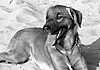 Al mare con Fido