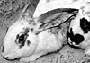 Ecco perch� Roger Rabbit non verr� mai a Ischia