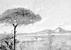 Quando Napoli perse il pino delle cartoline