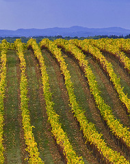 Chianti