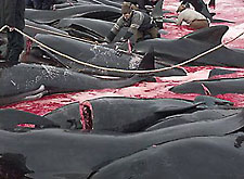 Quel mare rosso sangue