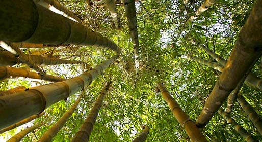 L'orgoglio botanico di Palermo