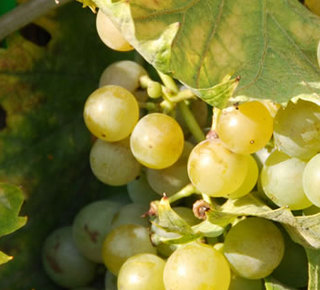 Elba Wine Tours Hotel